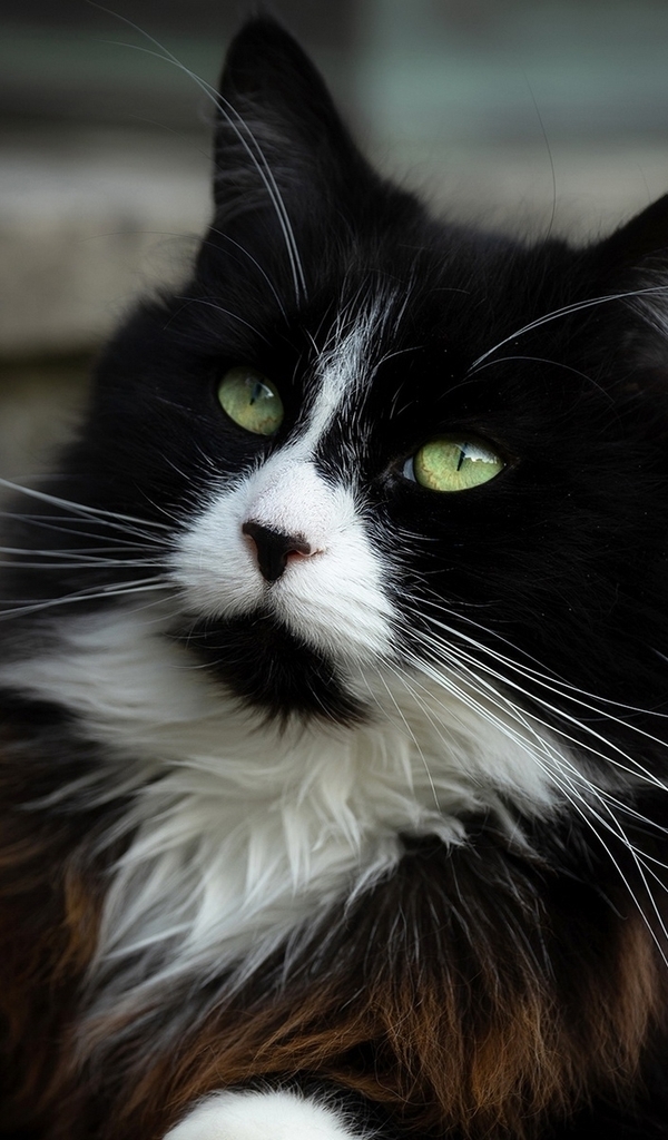 Картинка: Кошка, морда, глаза, длинношёрстная, чёрная, белая