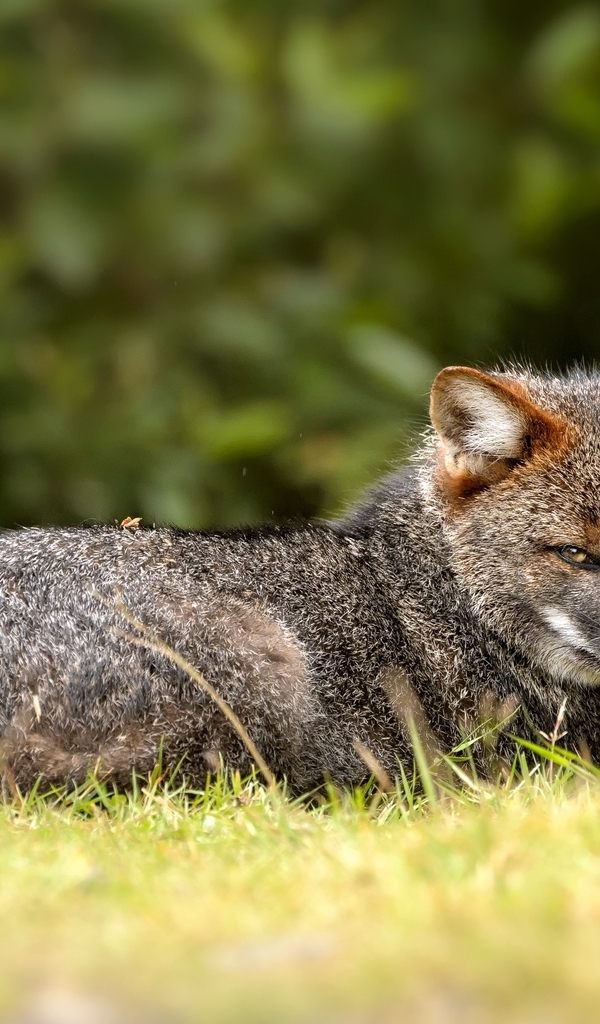 Image: Darwin, Fox, grey, face, look, grass