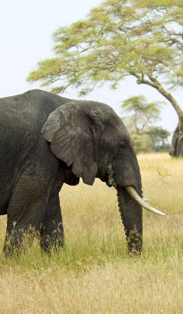 Image: elephant, walking, field, grass