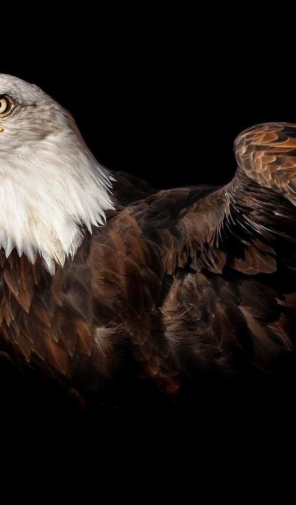 Картинка: Орлан, хищник, голова, клюв, глаз, перья, чёрный фон