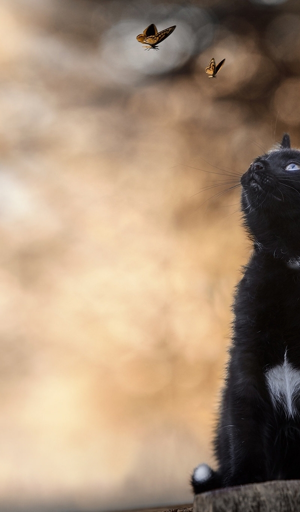 Image: Kitten, cat, black, white spot, stump, sitting, butterfly, bokeh, blur