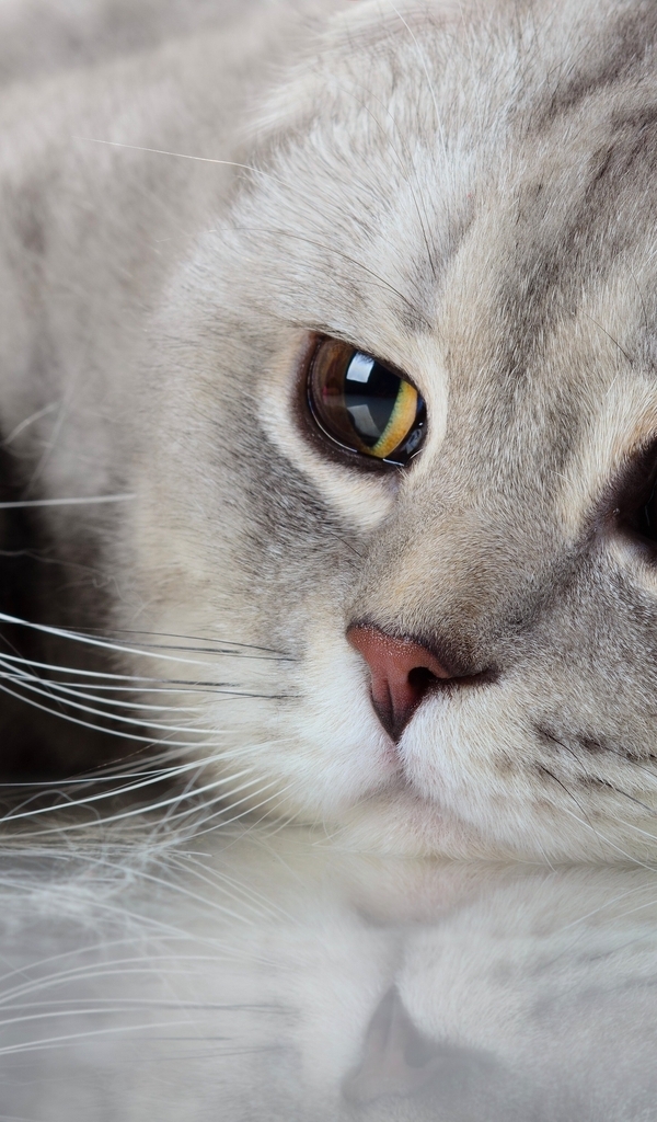 Картинка: Кошка, кот, серый, шерсть, морда, глаза, взгляд, усы, лапа, отражение