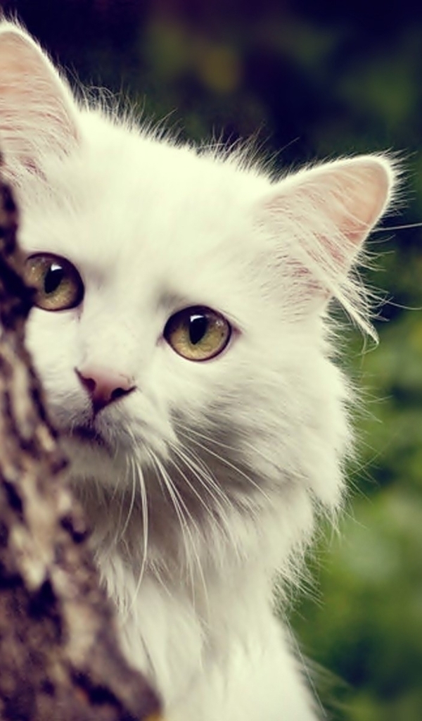 Картинка: Кот, белый, выглядывает, дерево, взгляд