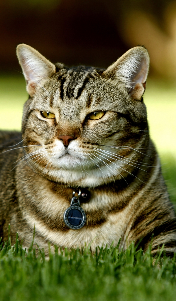 Image: Cat, lies, grass, medallion, collar, muzzle