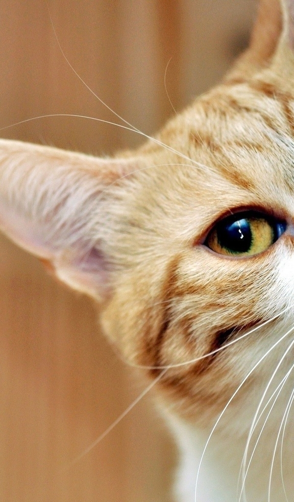 Image: Cat, red, ears, mustache, snout, eyes, looks