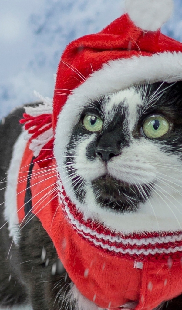 Картинка: Кот, чёрно-белый, шапка, красная, зима, снег