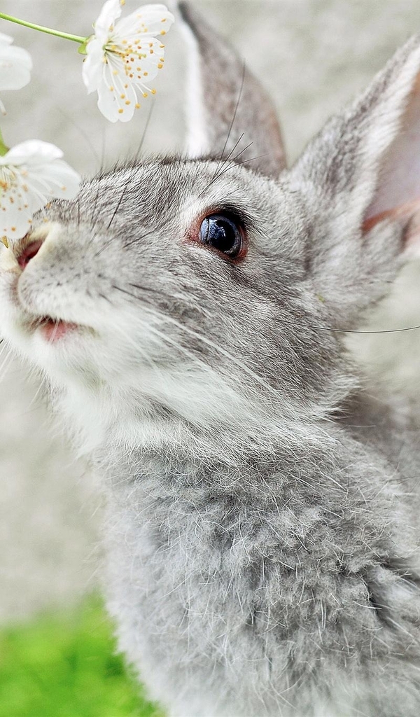 Картинка: Кролик, шерсть, серый, ушастик, мордочка, глаз, ветка, цветы, нюхает