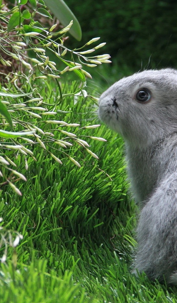 Image: Rabbit, grass, green, grey