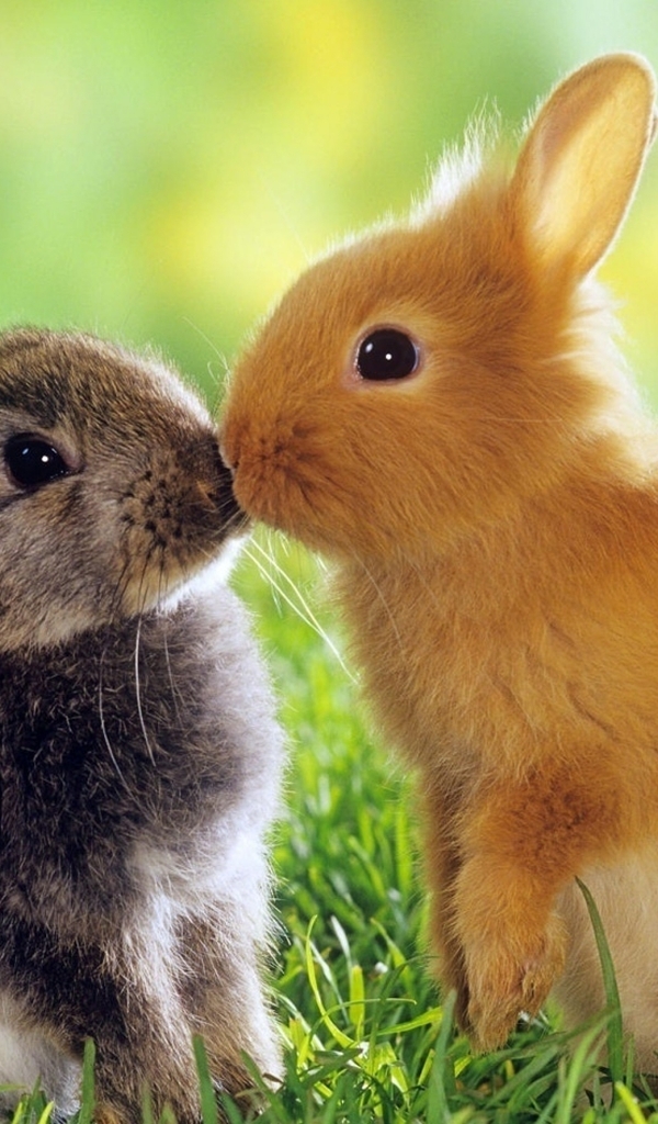 Image: Rabbits, fluffy, eyes, grass, love