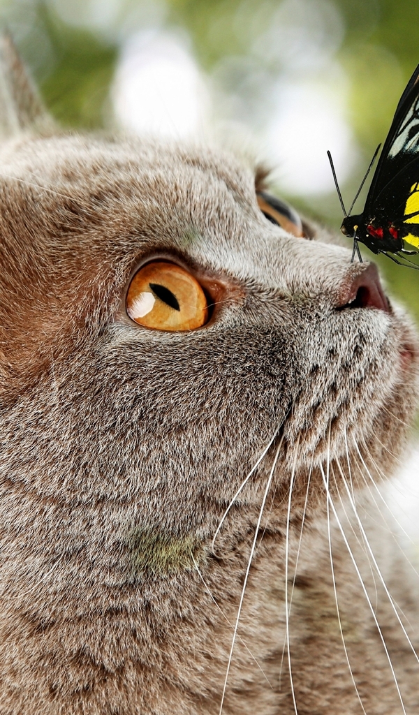 Картинка: Кот, кошка, морда, нос, бабочка, крылья, сидит