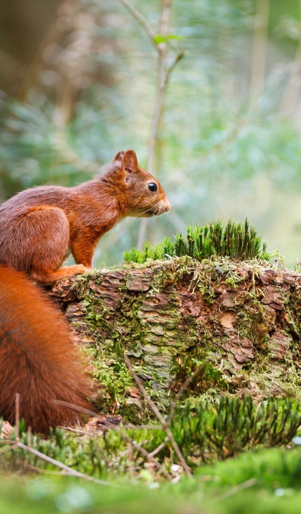 Image: Squirrel, red, sitting, fluffy, tail, moss, forest