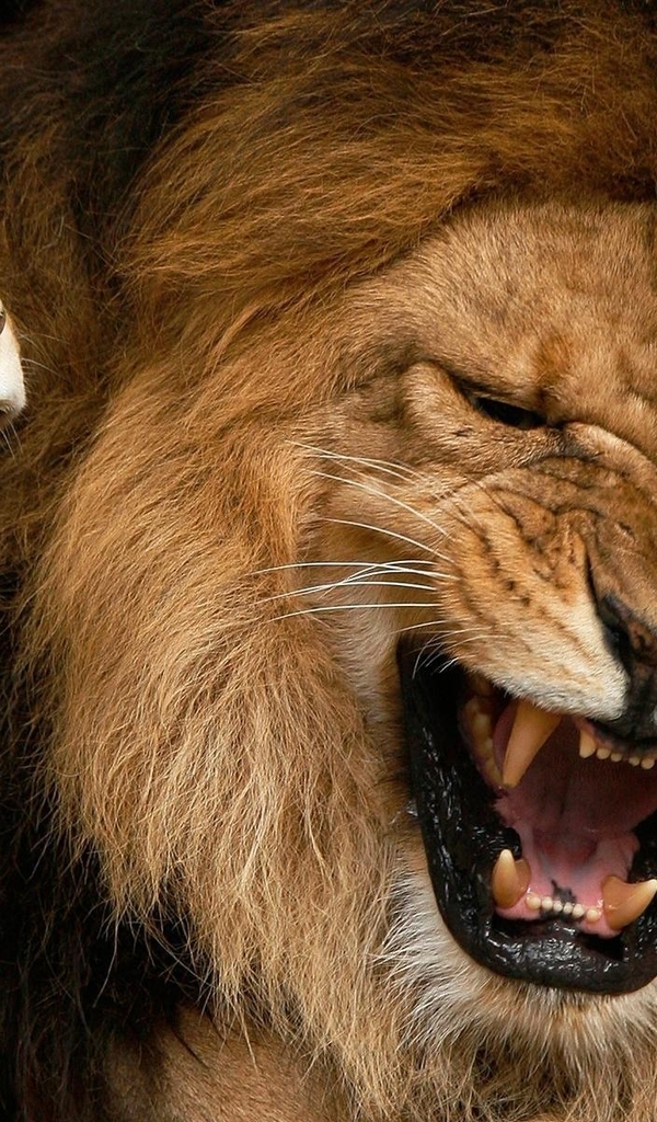 Картинка: Лев, львица, пасть, клыки, рык, оскал, хищник