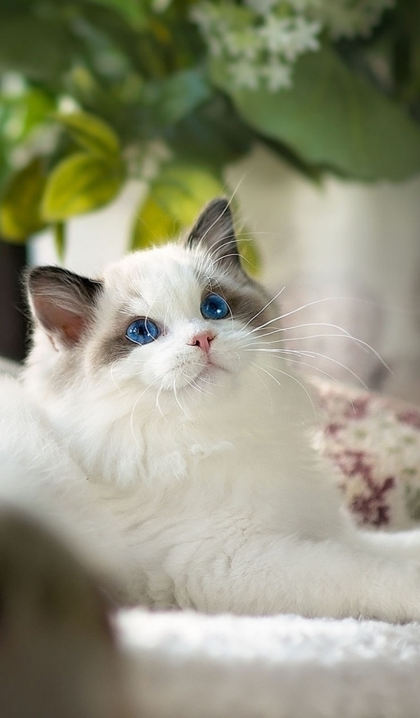 Image: Blue-eyed, cat, white, lies