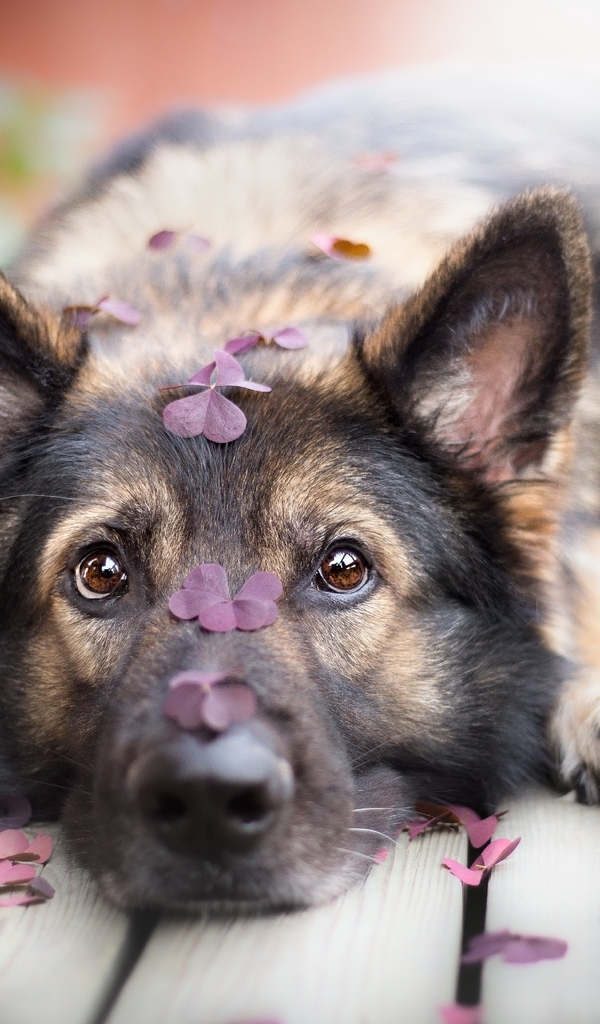 Image: Dog, sheep dog, lies, look, floor, boards, leaves, clover, blur
