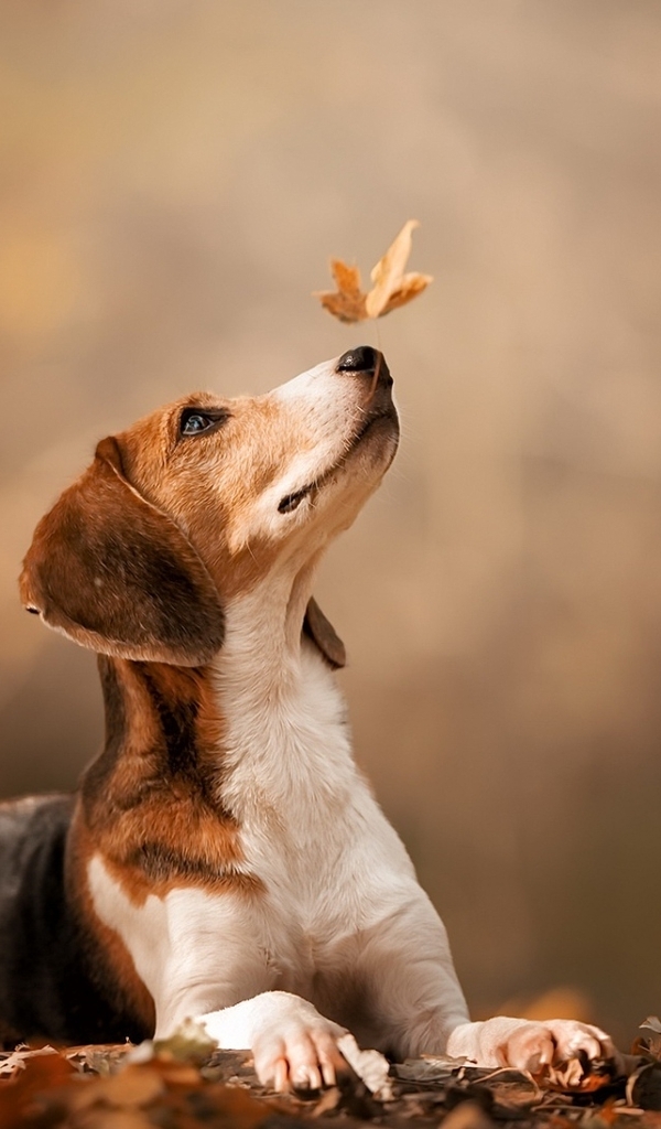 Картинка: Собака, мордочка, листья, осень, боке