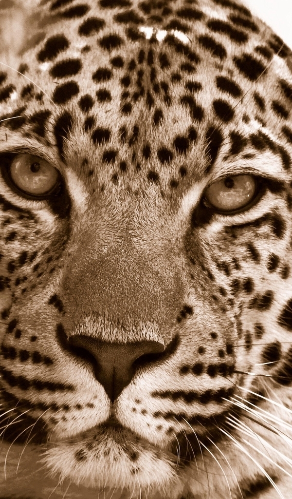 Картинка: Леопард, морда, глаза, хищник, пятна, окрас