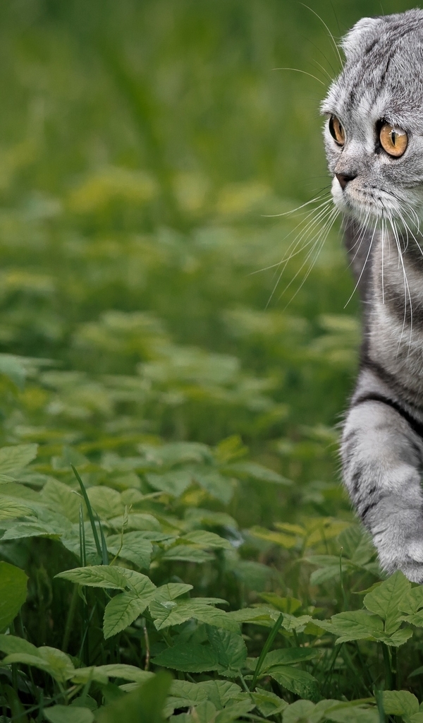 Image: Cat, muzzle, stripes, Scottish fold, pedigree, leaves, greens, grass