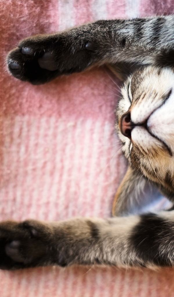 Image: Cat, face, sleeping, feet up, blanket