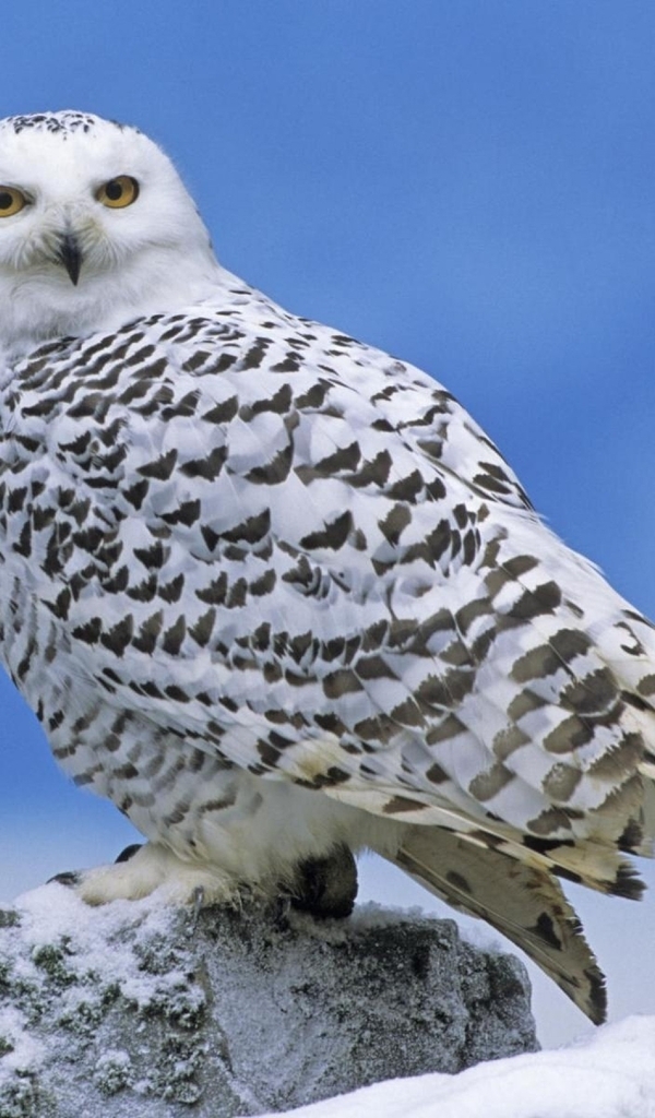 Image: Owl, white, Arctic, plumage, feathers, head, eyes, look, tundra, snow, stone, sky