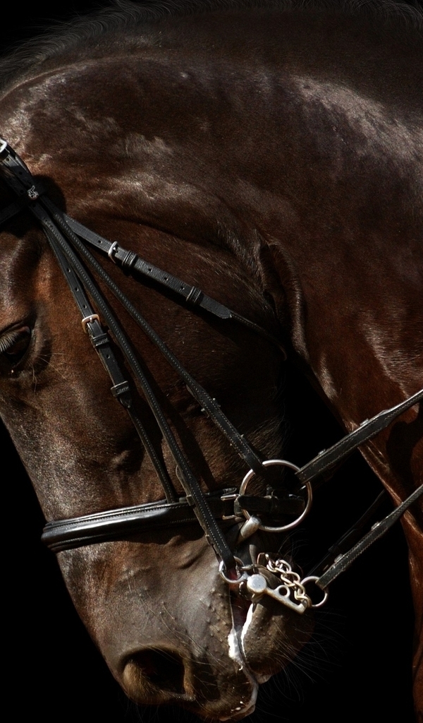 Image: Beautiful, horse, profile, luster, harness, dark background