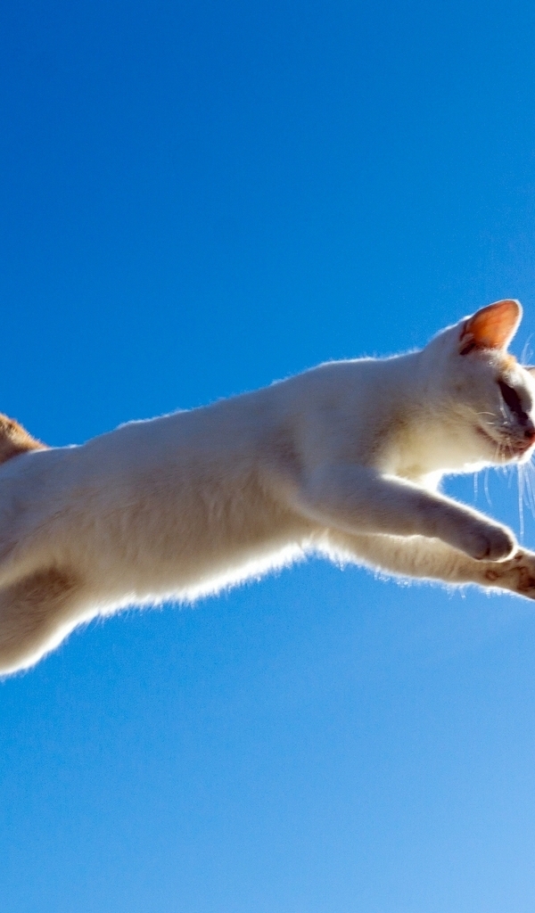 Image: Cat, jump, sky, height