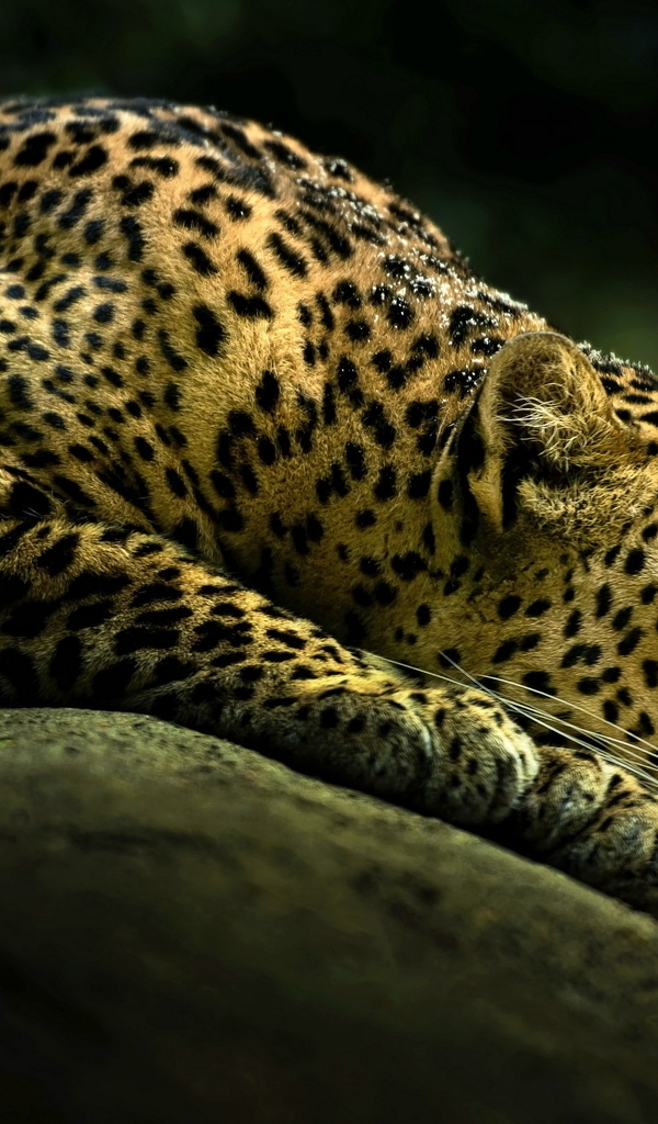 Картинка: Леопард, пятна, лежит, камень, затемнение