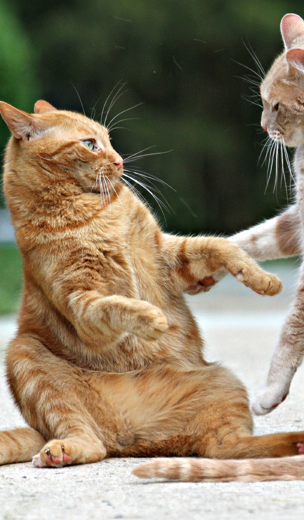 Image: Cats, red, fight, fighting, battle