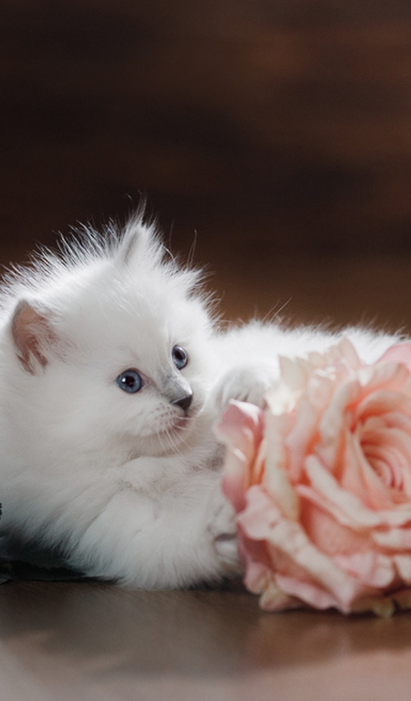 Картинка: Котёнок, белый, пушистый, роза, цветок, розовый