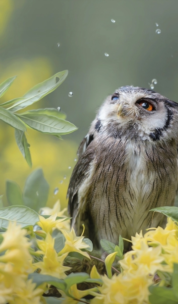 Image: Owl, bird, leaves, drops, looks, flowers, yellow, blur