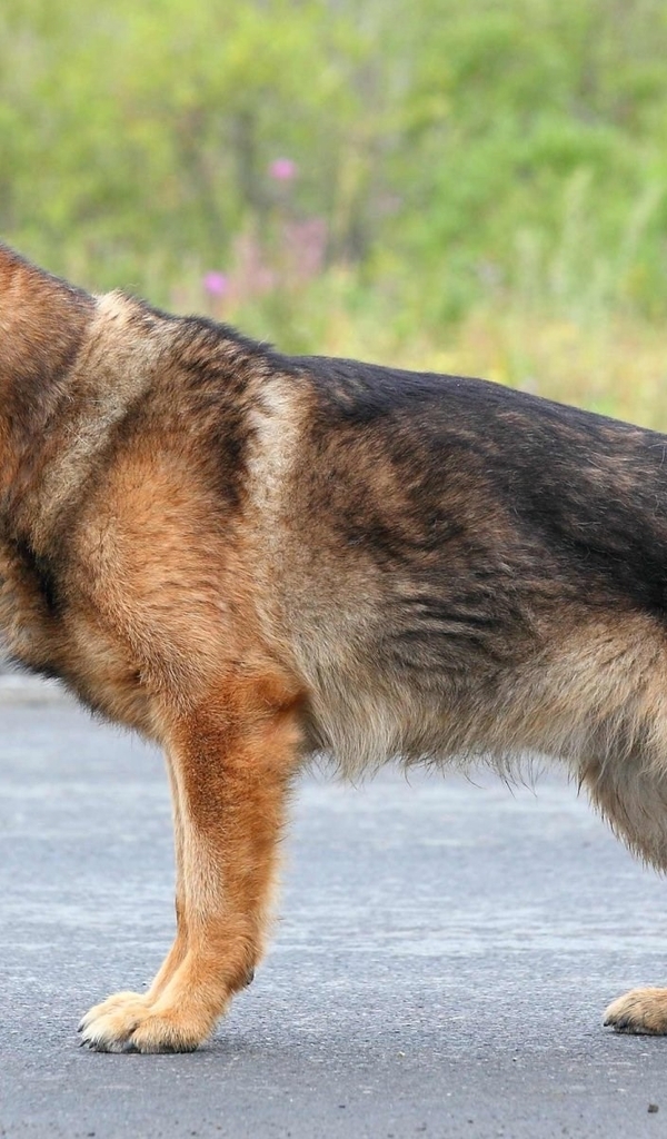 Image: German shepherd, hound, dog