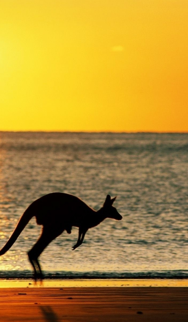 Image: Sea, beach, coast, kangaroo, jump, sun, sunset
