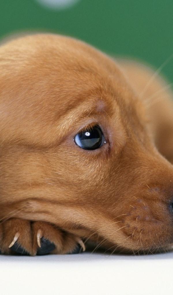 Картинка: Щенок, такса, собака, морда, нос, глаз, ухо, шерсть, смотрит, грусть, настроение