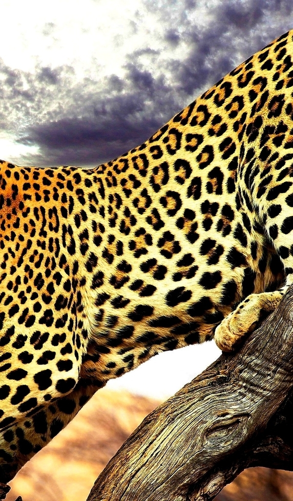 Image: Leopard, spots, carnivore, body, language, paw, tree branch