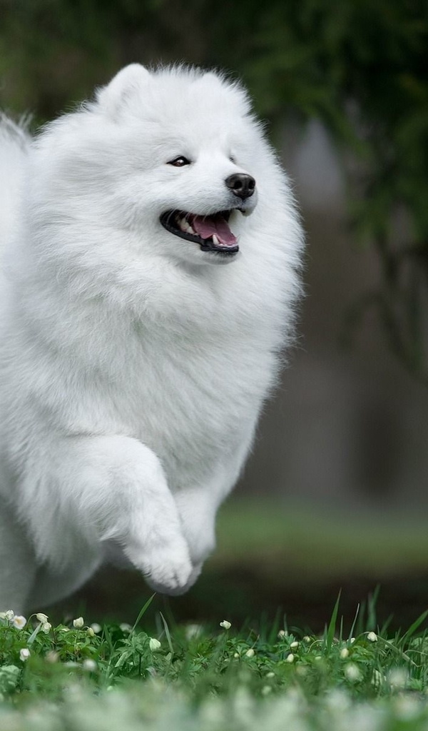 Картинка: Самоедская собака, самоед, самоедская лайка, самоедский шпиц, собака, поле, трава, белая, пушистая, бежит