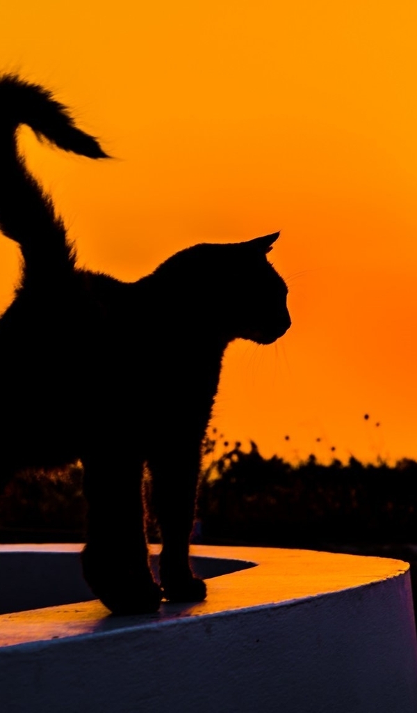 Картинка: Кошка, силуэт, вечер, закат, солнце