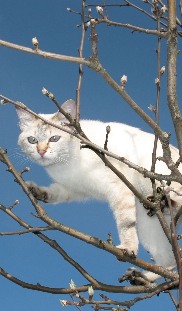Картинка: Кошка, белая, дерево, верба, почки, небо, высота