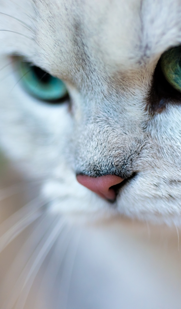 Image: Cat, look, eyes, mustache, nose