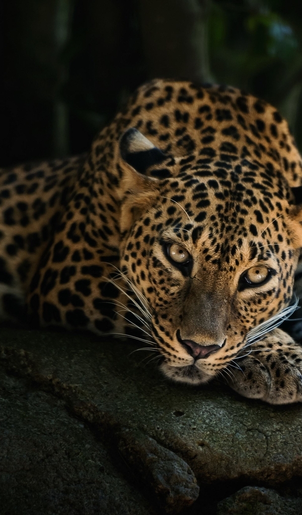 Image: Cat, leopard, lying, rocks, rests, sight