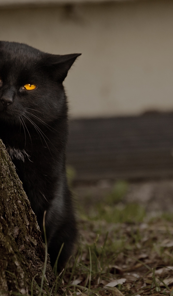 Картинка: Кошка, кот, чёрный, глаза, взгляд, дерево, трава