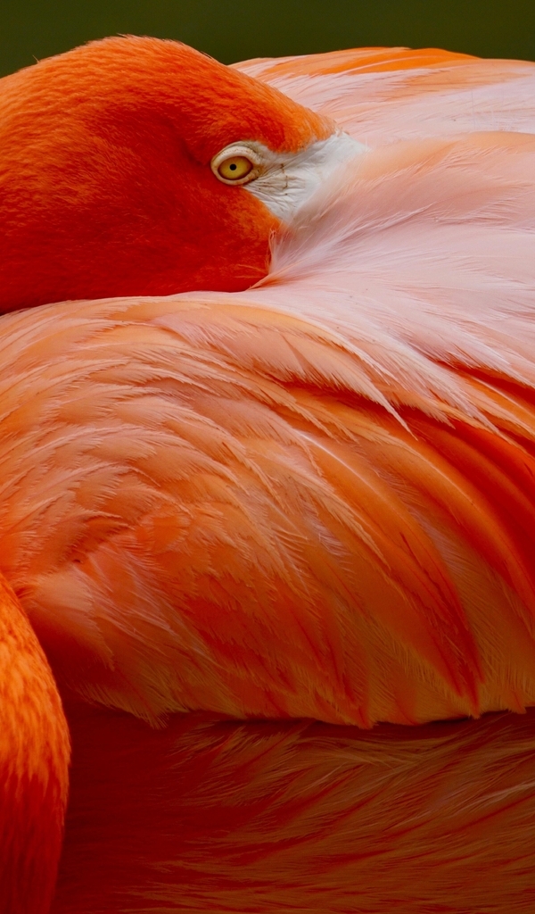 Картинка: Птица, красный фламинго, яркий окрас