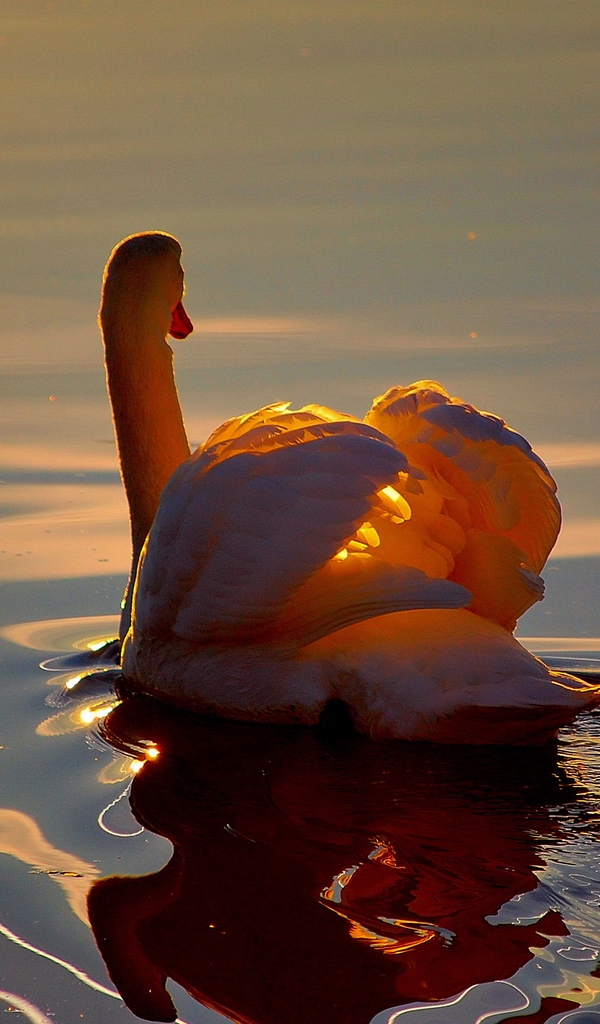 Картинка: Лебедь, закат, вода, плавает