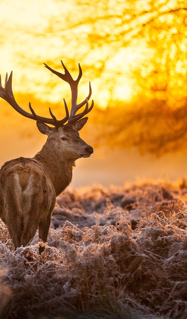 Image: Deer, horns, wild, forest, sunset, nature