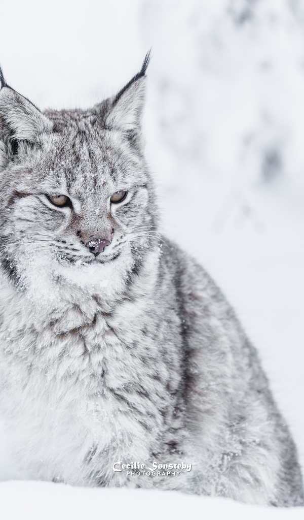 Картинка: Рысь, кошка, хищник, зима, снег, photography, Cecilie Sønsteby