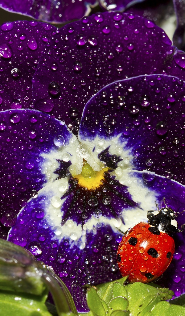 Image: Flower, pansies, ladybug, insect, sitting, leaves, drops, dew