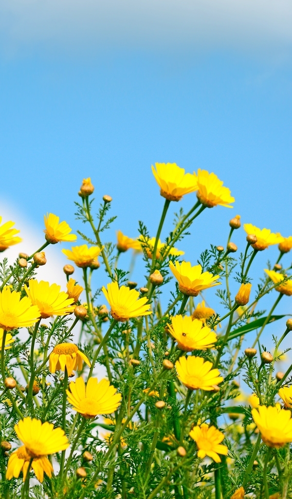 Картинка: Жёлтые, цветы, полевые, небо