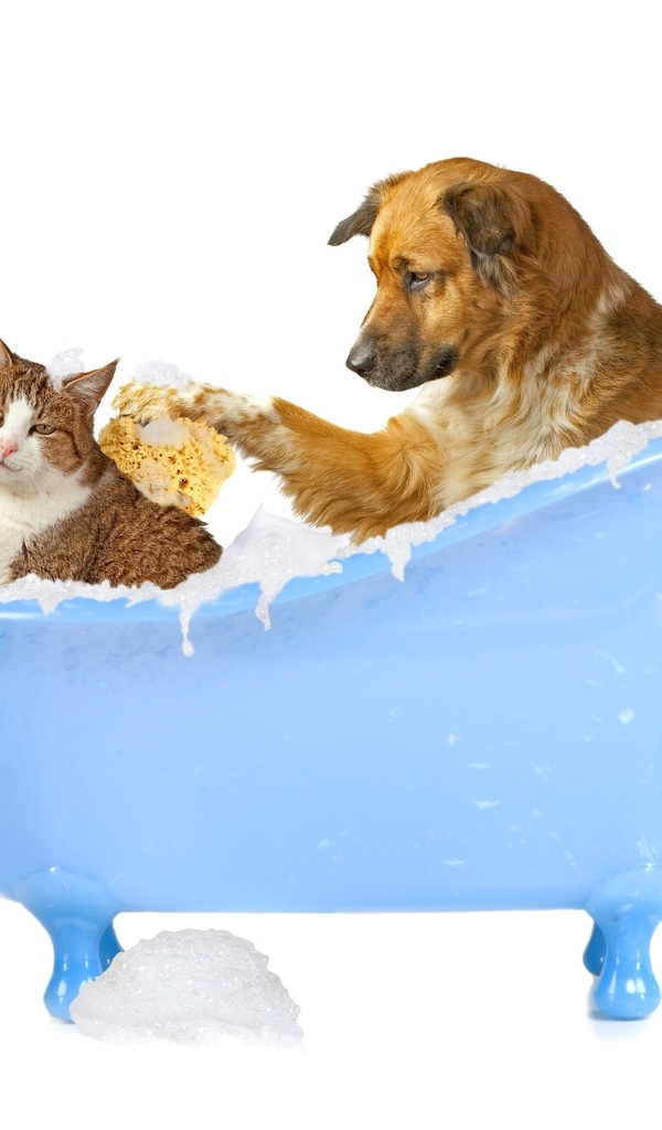 Картинка: Животные, собака, кошка, ванна, моет, белый фон