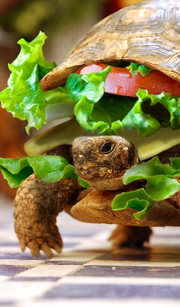 Image: Turtle, cheeseburger, food, crawling, floor, reptile, greens, cutlet, tomato, cheese