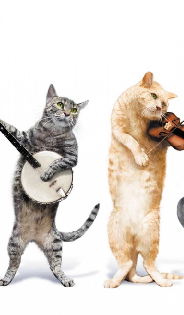 Картинка: Коты, играют, музыкальные инструменты, фон