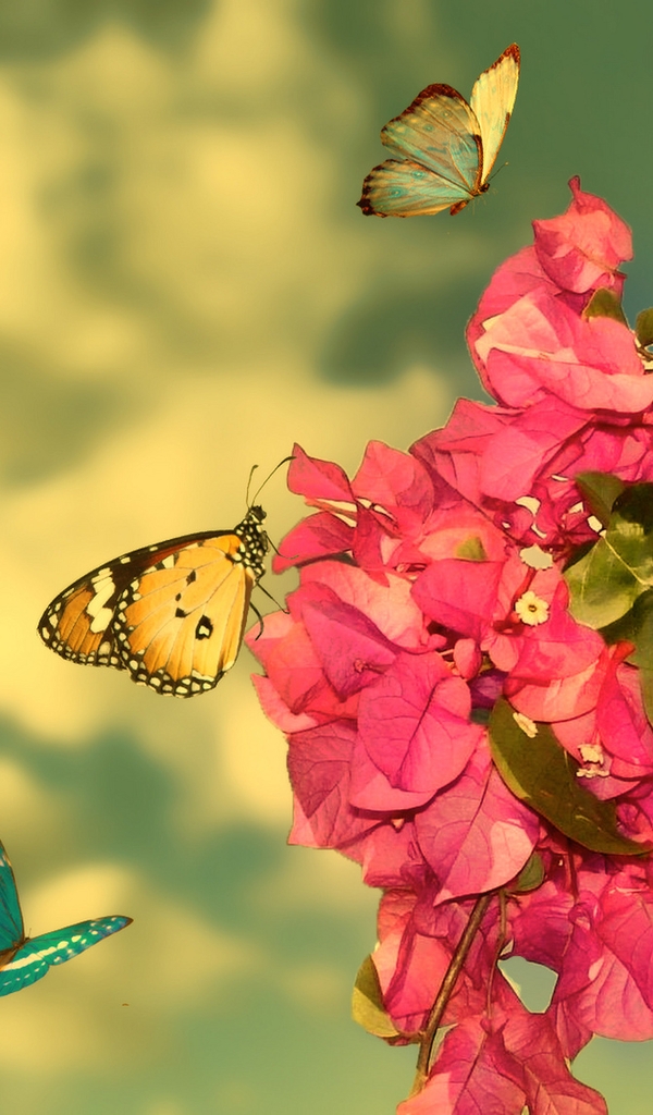 Картинка: Бабочки, цветы, листья, ветка, небо, облака, самолёт