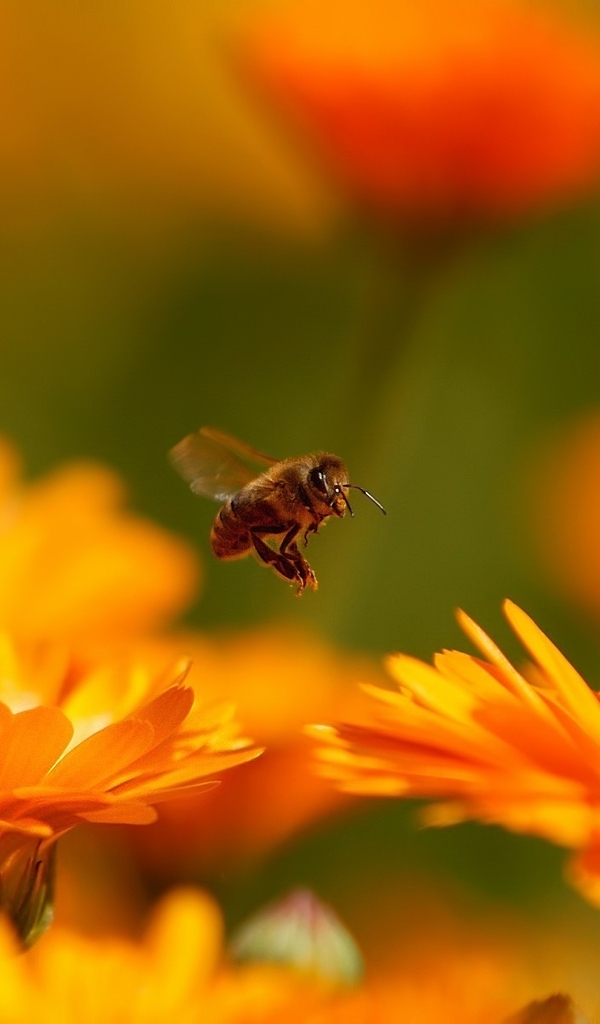 Картинка: Макро, пчела, летит, цветы, оранжевые